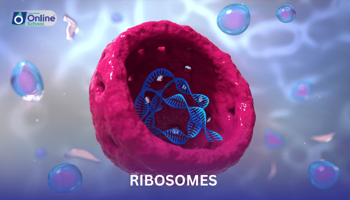 Lesson 08: Ribosomes - Structure and Function